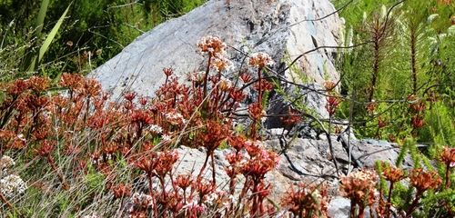 Crassula fascicularis