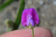 Lathyrus hirsutus