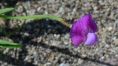 Lathyrus hirsutus