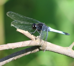 Orthetrum triangulare