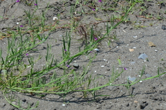 Lathyrus hirsutus