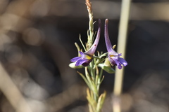 Delphinium peregrinum