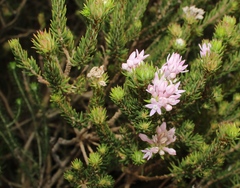 Phylica gnidioides