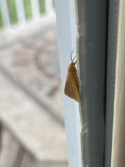 Virbia opella