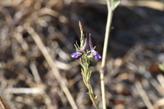 Delphinium peregrinum