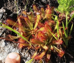 Drosera ericgreenii