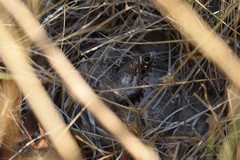 Hipparchia statilinus