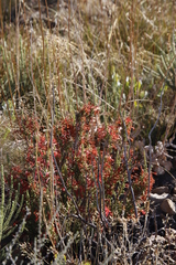 Erica curviflora