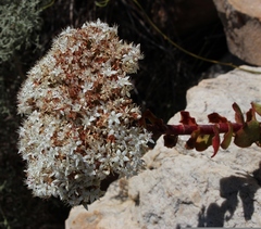 Crassula undulata