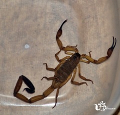 Centruroides limbatus