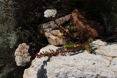Crassula undulata