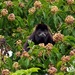Mantled Howler Monkey - Photo (c) eneaschr, some rights reserved (CC BY-NC)