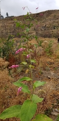 Persicaria orientalis