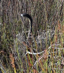 Dispholidus typus typus