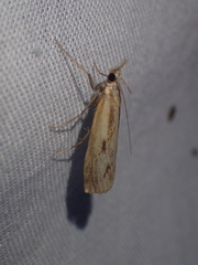 Agriphila inquinatella