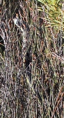 Dispholidus typus typus