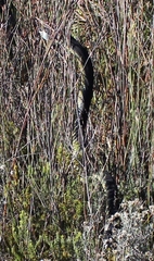 Dispholidus typus typus