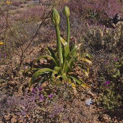 Ornithogalum xanthochlorum