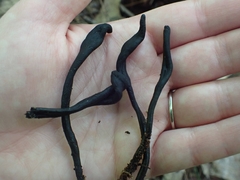 Geoglossum difforme