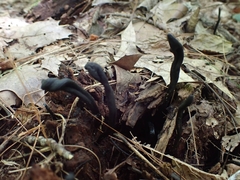 Geoglossum difforme