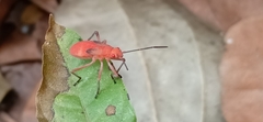 Leptocoris