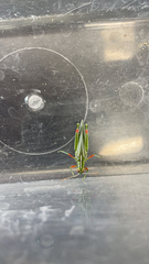 Hesperotettix viridis