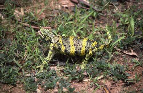 Trioceros melleri