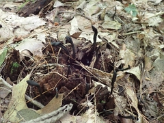 Geoglossum difforme
