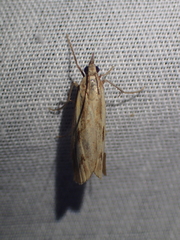 Agriphila inquinatella