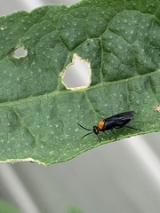 Atomacera decepta