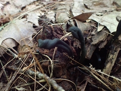 Geoglossum difforme