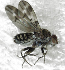Scaptodrosophila