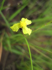 Xyris capensis