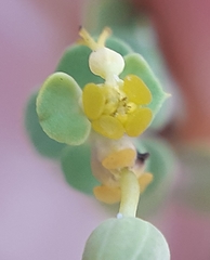 Euphorbia glareosa