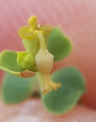 Euphorbia glareosa