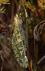 Palpares speciosus
