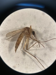 Aedes infirmatus