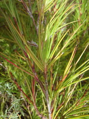 Cliffortia aculeata