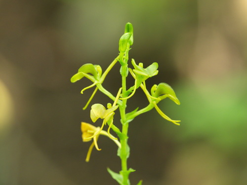 Litter Fly Orchid