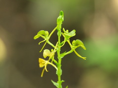 Liparis bowkeri