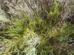 Cliffortia aculeata