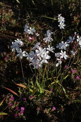 Hesperantha falcata