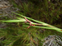 Cliffortia aculeata