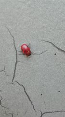Gonioctena fornicata