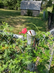 Ipomoea × multifida