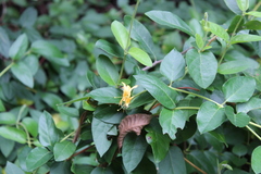 Lonicera japonica