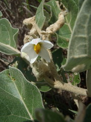 Solanum lichtensteinii