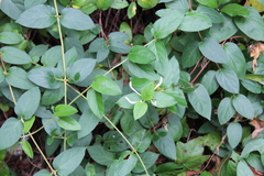 Lonicera japonica