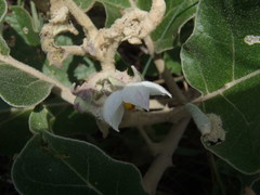 Solanum lichtensteinii