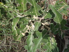 Solanum lichtensteinii
